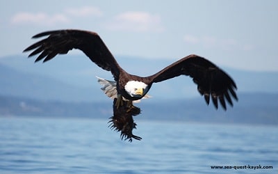 Eagle carries fish towards a Sea Quest Kayak Tour