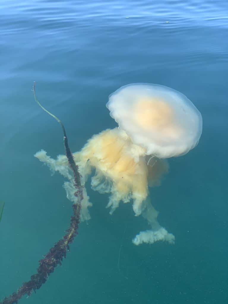 You can see jellyfish on a guided kayak rental