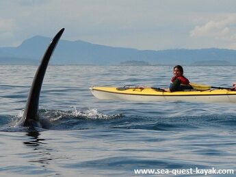 Kayaking San Juan Islands: Tour with Orca Whales