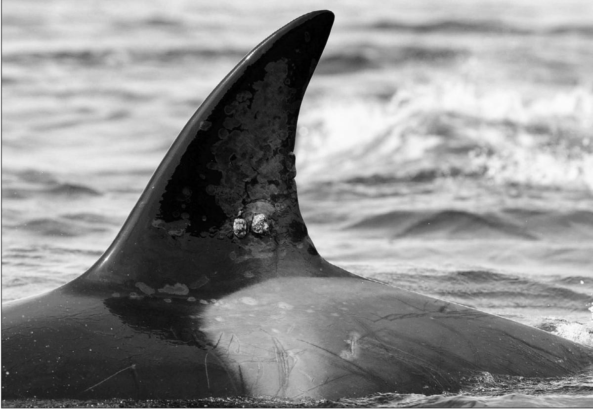 Injured Orca seen on San Juan Islands Kayaking Tour