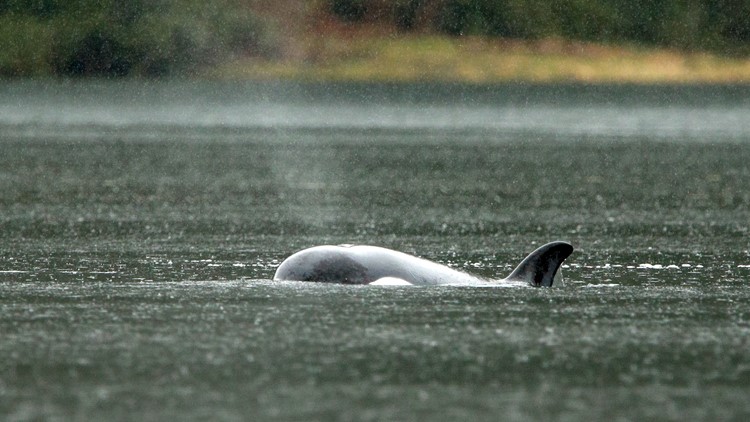 Orca calf stranded in Canadian lagoon for more than a month swims out