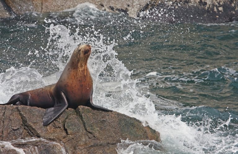 sea lion sits on rock near anchorage on a kayaking tour