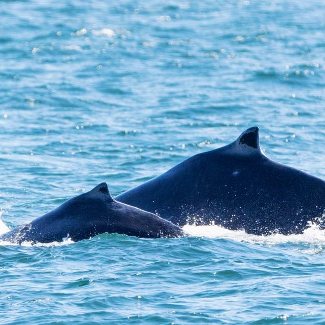 baby humpback whale salish sea Sea Quest Kayak Tours