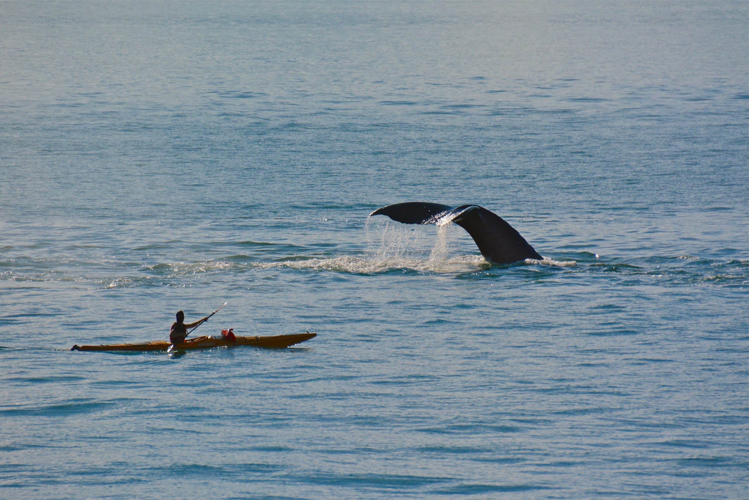 blue whale next to kayak