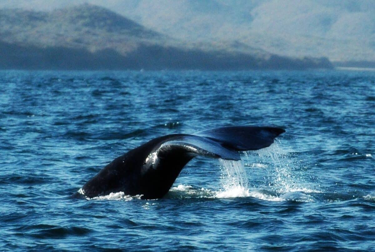 blue whales can be spotted in loreto mexico