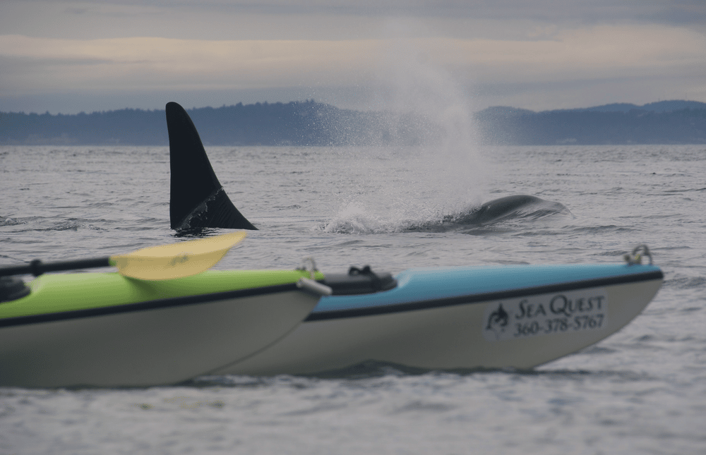 kayak whale watching seattle