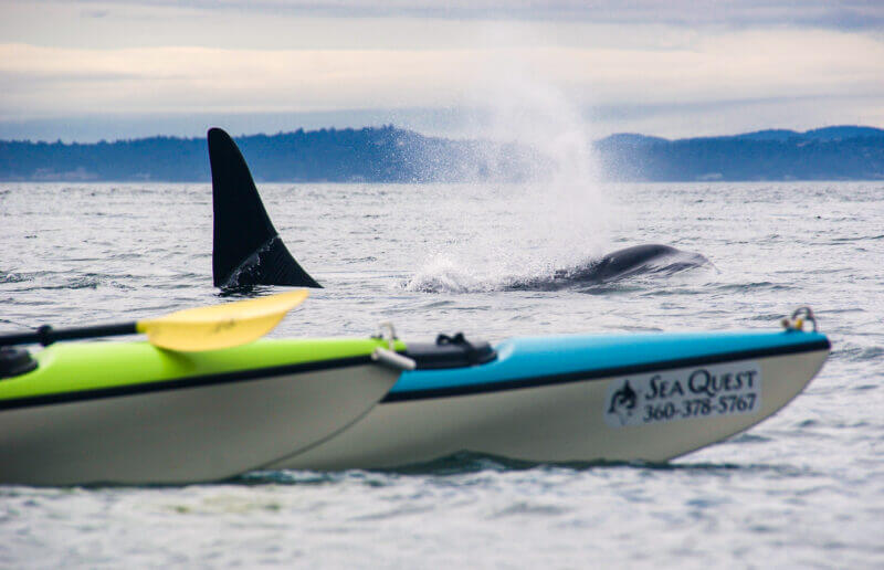 kayak with orca-Enhanced