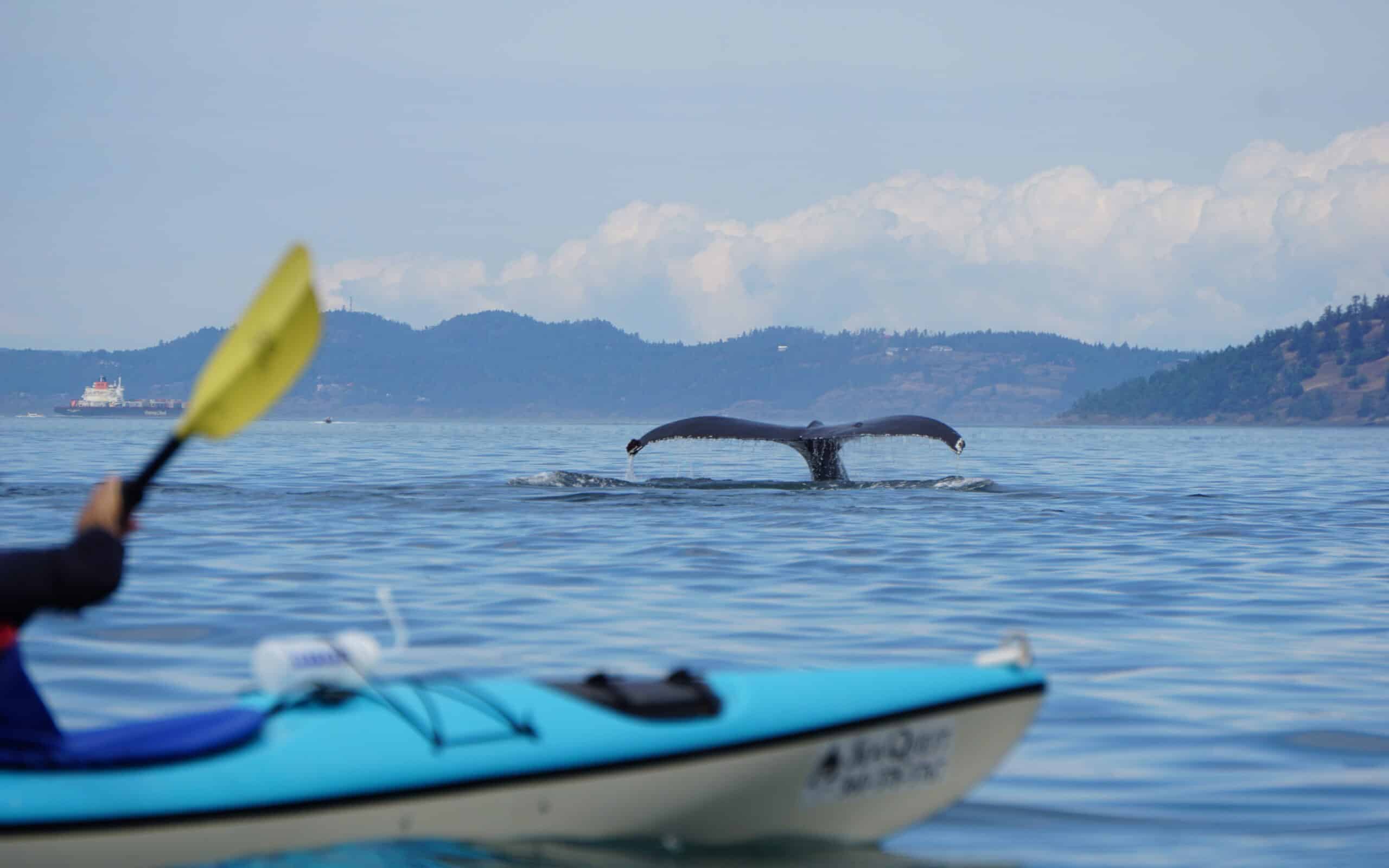 kayaking-with-whales-in-washington