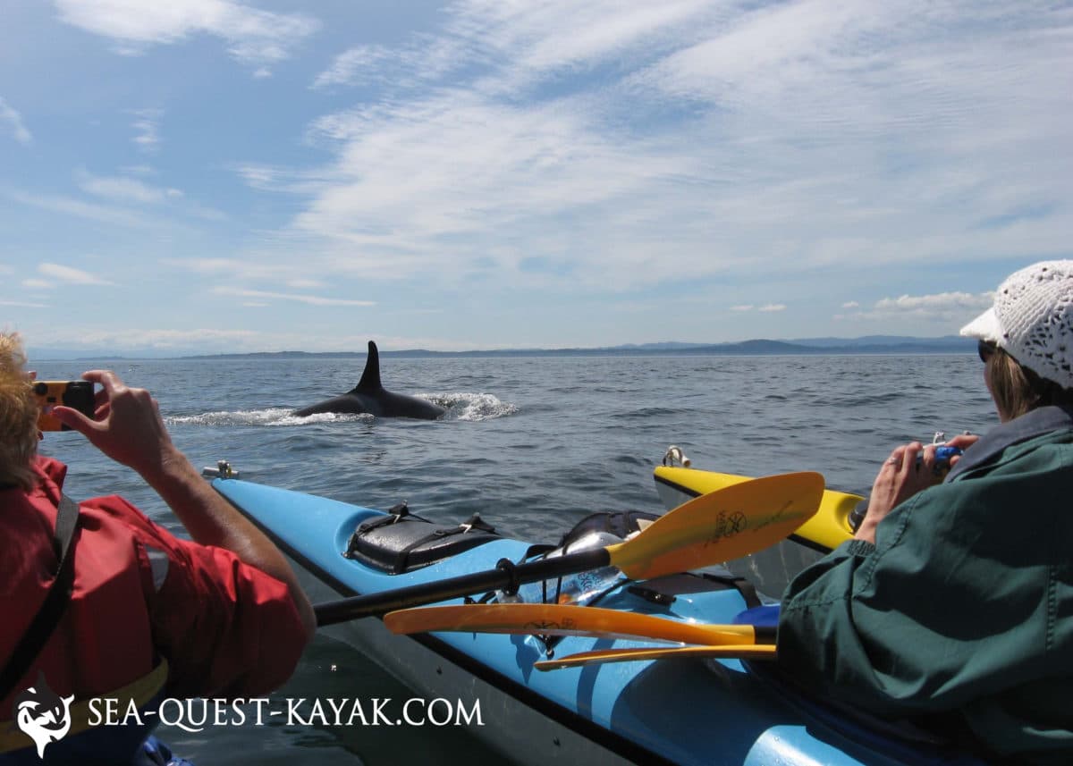 kayaking with orca whales in the san juan islands
