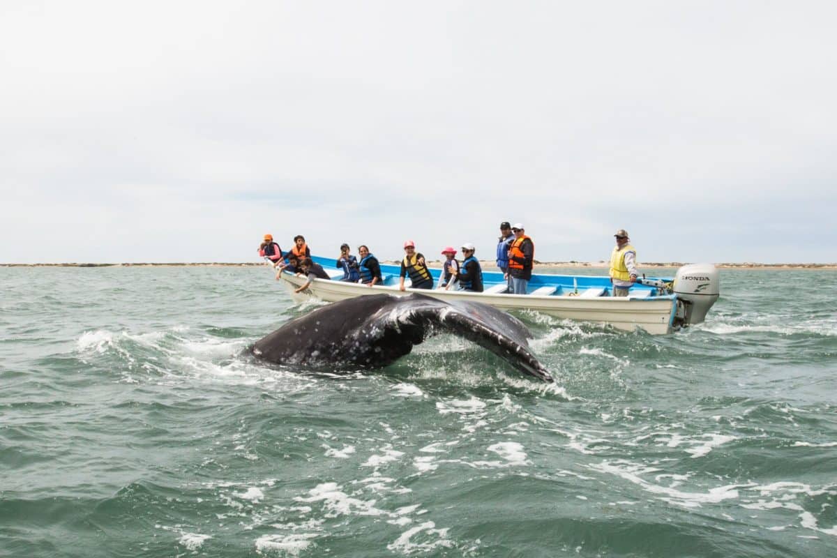 magdalena bay is the best mexico whale watching location
