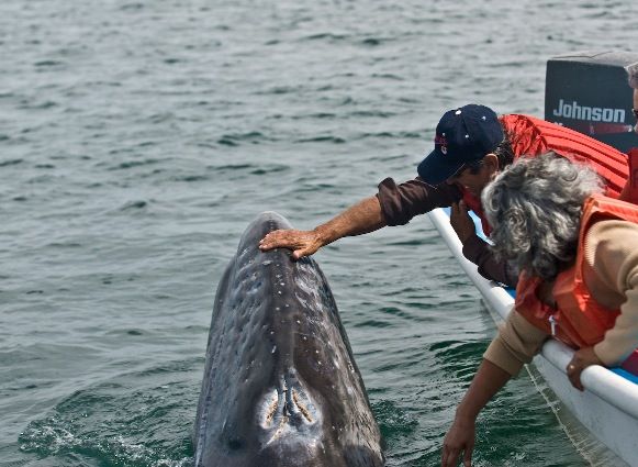 magdalena bay whales can be touched on whale watching tours near la paz