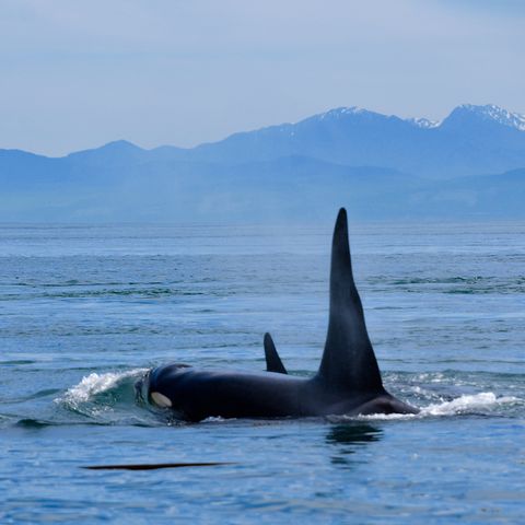 best time to spot whales on a kayak tour in the san juan islands - Spring through fall