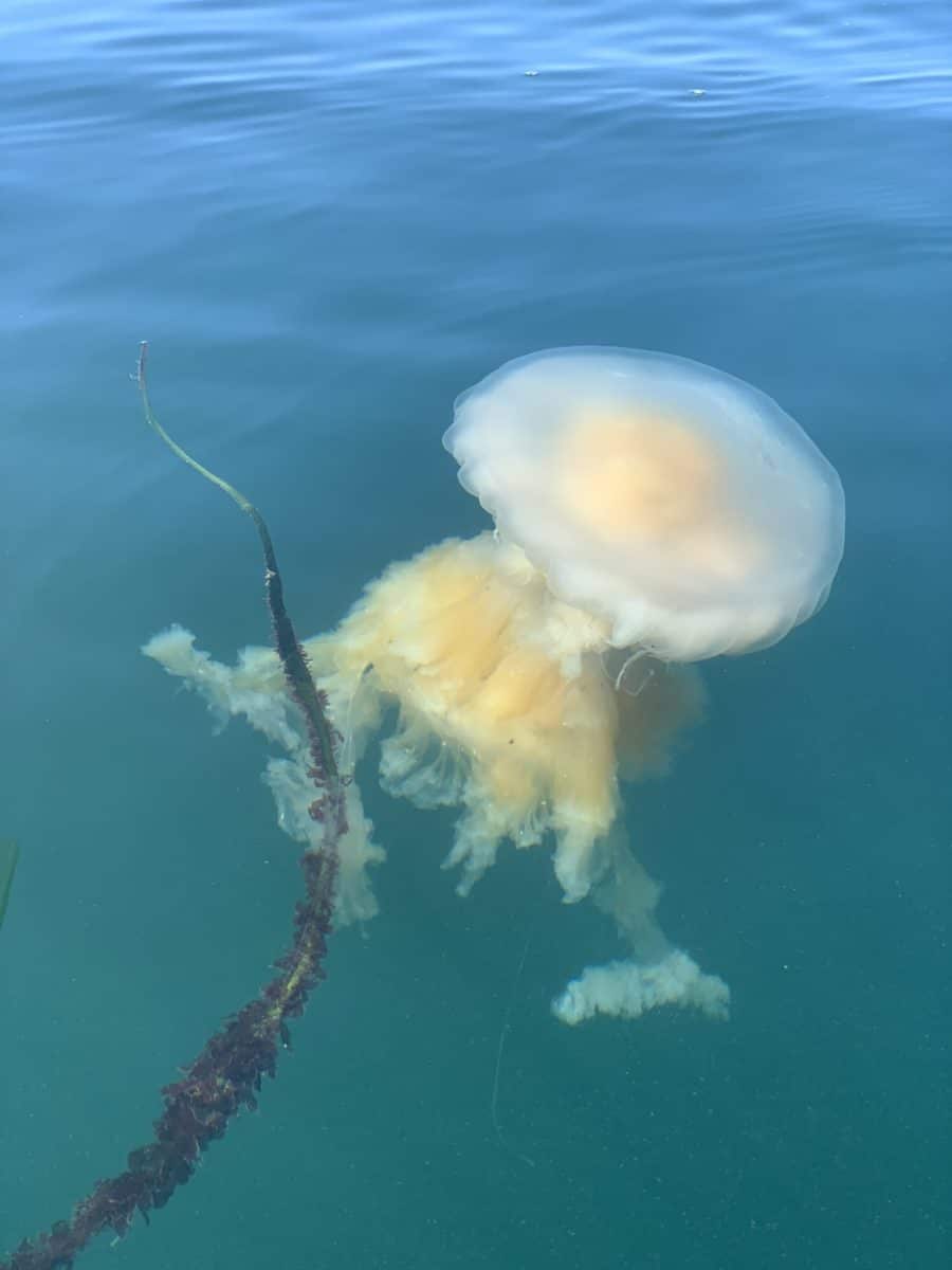 overnight kayak camping tour near san juan island spots jellyfish