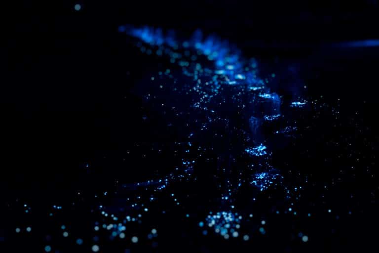 san-juan-islands-bioluminescence