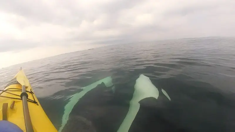 orca kayaking trip