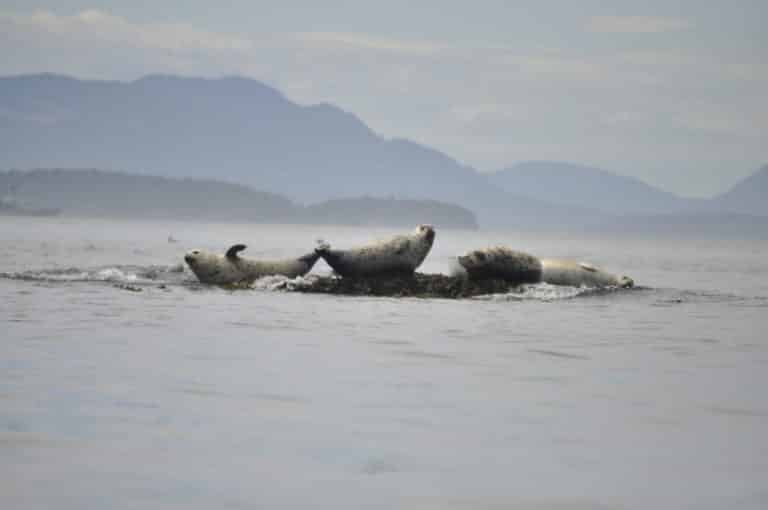 viewing seals on a san-juan-islands-kayak-camping-trip