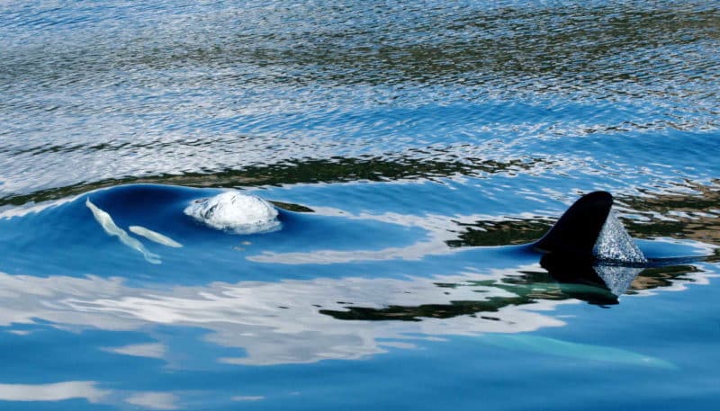 kayakers see orca in san juan islands