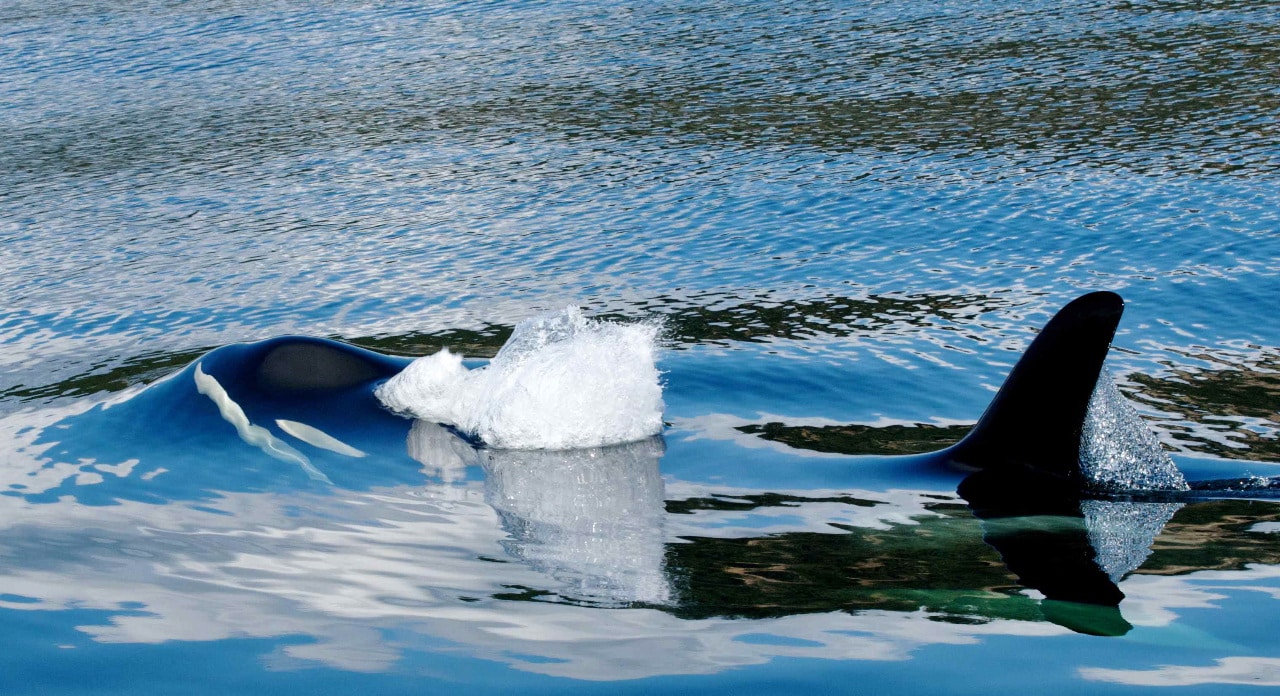 orca prevent shark attacks in the san juan islands
