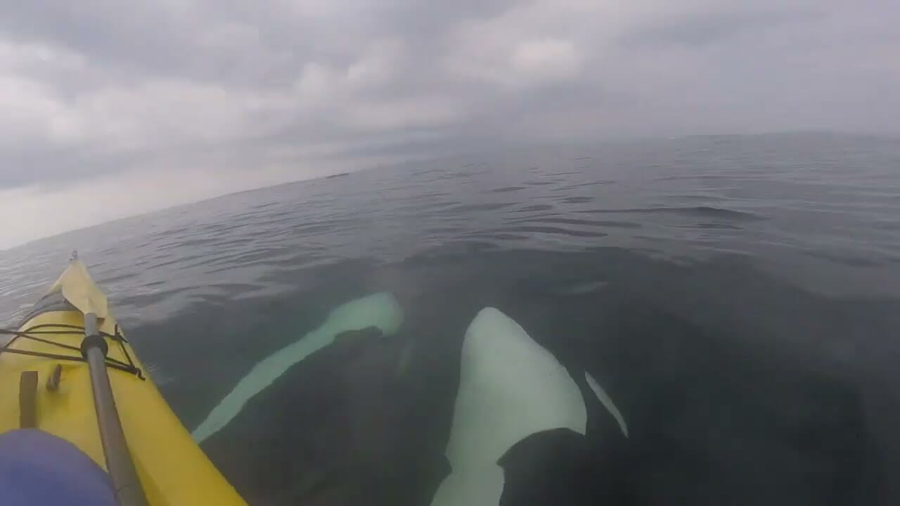 Orcas Swim Under Kayaks with Sea Quest Kayak Tours