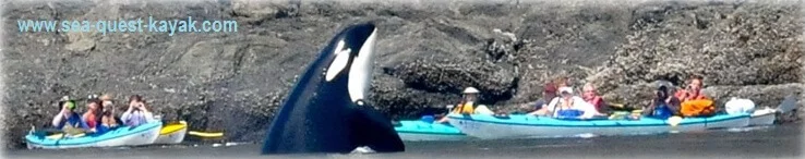 Orca Whale Spyhops to Examine a Kayak Tour