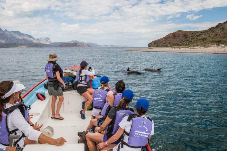 whalt watching magdalena bay in baja with dolphins